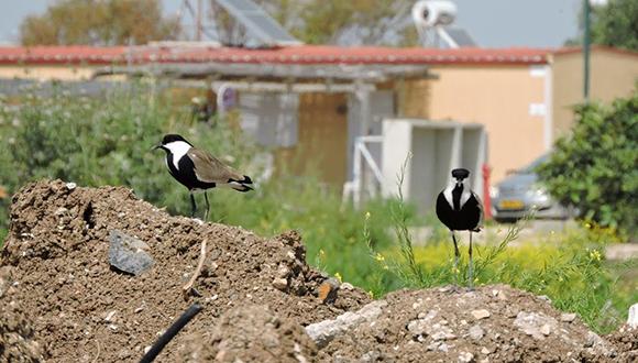 סיקסקי העיר (צילום: אביחי רן) סיקסקי העיר (צילום: אביחי רן)